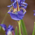 Purple Bearded Iris Photograph by Brenda Jacobs Purple Bearded Iris Photograph by Brenda Jacobs