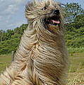 Pyrenean Sheepdog by Jean-Michel Labat Pyrenean Sheepdog by Jean-Michel Labat