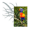 Rainbow Lorikeet by Andrew McInnes Rainbow Lorikeet by Andrew McInnes