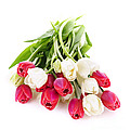 Red And White Tulips by Elena Elisseeva Red And White Tulips by Elena Elisseeva