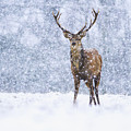 Red Deer Stag In Snowfall Derbyshire Uk Photograph by James Shooter Red Deer Stag In Snowfall Derbyshire Uk Photograph by James Shooter