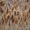 Wind Blown Redish Brown Plants Photograph by Jackie Farnsworth Wind Blown Redish Brown Plants Photograph by Jackie Farnsworth