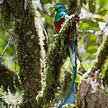 Resplendent Quetzal Male Costa Rica Photograph by Konrad Wothe Resplendent Quetzal Male Costa Rica Photograph by Konrad Wothe