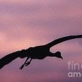 Sandhill Crane Photograph by Steven Ralser Sandhill Crane Photograph by Steven Ralser