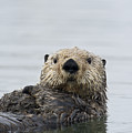 Sea Otter Alaska Photograph by Michael Quinton Sea Otter Alaska Photograph by Michael Quinton