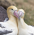 Short-tailed Albatross Torishima Isl Photograph by Tui De Roy Short-tailed Albatross Torishima Isl Photograph by Tui De Roy