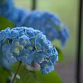 Soft Blue Hydrangea by Mike Reid Soft Blue Hydrangea by Mike Reid