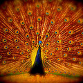 Spread Em Peacock Photograph by Eye Olating Images Spread Em Peacock Photograph by Eye Olating Images