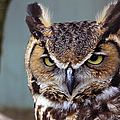 Intense Stare Photograph by Jennifer Robin Intense Stare Photograph by Jennifer Robin