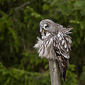 The Great Grey Owl Photograph by Torbjorn Swenelius The Great Grey Owl Photograph by Torbjorn Swenelius