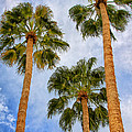 THREE PALMS Palm Springs by William Dey THREE PALMS Palm Springs by William Dey