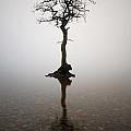 Tree by Grant Glendinning Tree by Grant Glendinning