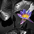 Water Lily Photograph by Mark Llewellyn Water Lily Photograph by Mark Llewellyn