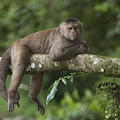 White-fronted Capuchin Puerto Photograph by Pete Oxford White-fronted Capuchin Puerto Photograph by Pete Oxford