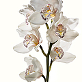 White Orchids Photograph by Endre Balogh White Orchids Photograph by Endre Balogh