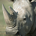 White Rhinoceros Portrait by San Diego Zoo White Rhinoceros Portrait by San Diego Zoo