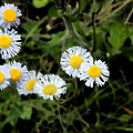 Wild Flowers Painting by George Pedro Wild Flowers Painting by George Pedro
