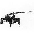 Wintertime Cattle Drive Photograph by Underwood Archives Charles Belden Wintertime Cattle Drive Photograph by Underwood Archives Charles Belden