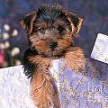 Yorkshire Terrier Puppy Photograph by Alan and Sandy Carey Yorkshire Terrier Puppy Photograph by Alan and Sandy Carey