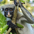 Zanzibar Red Colobus In Tree Jozani Photograph by Thomas Marent Zanzibar Red Colobus In Tree Jozani Photograph by Thomas Marent