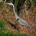 11- Great Blue Heron Photograph by Joseph Keane 11- Great Blue Heron Photograph by Joseph Keane