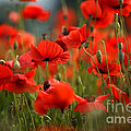 Poppy Dream by Nailia Schwarz Poppy Dream by Nailia Schwarz