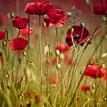 Summer Poppy Photograph by Nailia Schwarz Summer Poppy Photograph by Nailia Schwarz