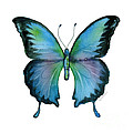 12 Blue Emperor Butterfly Painting by Amy Kirkpatrick 12 Blue Emperor Butterfly Painting by Amy Kirkpatrick