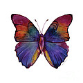 13 Narcissus Butterfly Painting by Amy Kirkpatrick 13 Narcissus Butterfly Painting by Amy Kirkpatrick