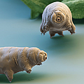 Water Bear Photograph by Eye of Science and Science Source Water Bear Photograph by Eye of Science and Science Source