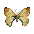15 Clouded Apollo Butterfly Painting by Amy Kirkpatrick 15 Clouded Apollo Butterfly Painting by Amy Kirkpatrick