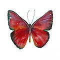 16 Mesene Rubella Butterfly Painting by Amy Kirkpatrick 16 Mesene Rubella Butterfly Painting by Amy Kirkpatrick