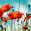 Poppy Meadow by Nailia Schwarz Poppy Meadow by Nailia Schwarz