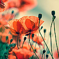 Poppy Meadow by Nailia Schwarz Poppy Meadow by Nailia Schwarz