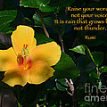 174- Rumi Photograph by Joseph Keane 174- Rumi Photograph by Joseph Keane