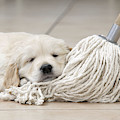 Golden Retriever Puppy by John Daniels Golden Retriever Puppy by John Daniels