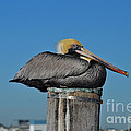 18- Brown Pelican Photograph by Joseph Keane 18- Brown Pelican Photograph by Joseph Keane