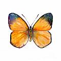 19 Delias Aruna Butterfly Painting by Amy Kirkpatrick 19 Delias Aruna Butterfly Painting by Amy Kirkpatrick