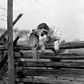 1920s English Setter Dog Climbing by Animal Images 1920s English Setter Dog Climbing by Animal Images