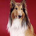 1960s Portrait Of Collie Dog On Red by Vintage Images 1960s Portrait Of Collie Dog On Red by Vintage Images
