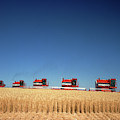 1970s Five Massey Ferguson Combines by Vintage Images 1970s Five Massey Ferguson Combines by Vintage Images