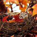 A Clutch of Color Photograph by Jason Politte A Clutch of Color Photograph by Jason Politte