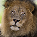 African Lion Male Photograph by San Diego Zoo African Lion Male Photograph by San Diego Zoo