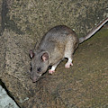 Allegheny Woodrat Neotoma Magister Photograph by David Kenny Allegheny Woodrat Neotoma Magister Photograph by David Kenny