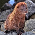 An American Mink Photograph by Kathy Baccari An American Mink Photograph by Kathy Baccari