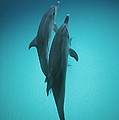 Atlantic Spotted Dolphin Pair Bahamas by Flip Nicklin Atlantic Spotted Dolphin Pair Bahamas by Flip Nicklin