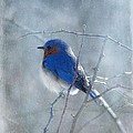 Blue Bird Photograph by Fran J Scott Blue Bird Photograph by Fran J Scott