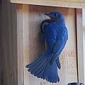 Bluebird of Happiness Photograph by Kenny Glover Bluebird of Happiness Photograph by Kenny Glover