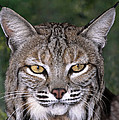 Bobcat Portrait Wildlife Rescue Photograph by Dave Welling Bobcat Portrait Wildlife Rescue Photograph by Dave Welling