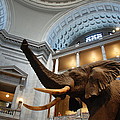 Bull Elephant in Natural History Rotunda Photograph by Kenny Glover Bull Elephant in Natural History Rotunda Photograph by Kenny Glover